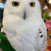 さりな 2/17 即アポ奥さん〜名古屋店〜