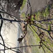 ヒメ日記 2026/03/28 07:36 投稿 花園 笑 五十路マダム 仙台店