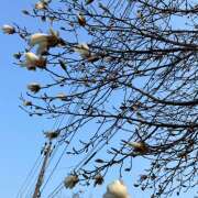 ヒメ日記 2026/03/30 07:44 投稿 花園 笑 五十路マダム 仙台店