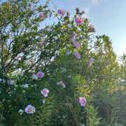 ヒメ日記 2026/07/21 07:24 投稿 花園 笑 五十路マダム 仙台店