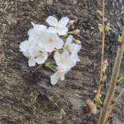 ヒメ日記 2025/03/31 00:58 投稿 美宙(みひろ) 熟女出逢い会『百合の園』目黒店