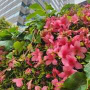 ヒメ日記 2025/05/14 11:48 投稿 美宙(みひろ) 熟女出逢い会『百合の園』目黒店