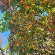 ヒメ日記 2025/11/10 10:38 投稿 美宙(みひろ) 熟女出逢い会『百合の園』目黒店