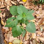 ヒメ日記 2025/11/11 18:18 投稿 美宙(みひろ) 熟女出逢い会『百合の園』目黒店