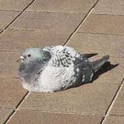 美宙(みひろ) 今日も１日お疲れ様でした💕 熟女出逢い会『百合の園』目黒店