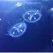 ヒメ日記 2025/07/06 23:10 投稿 はるか 電車ごっこ