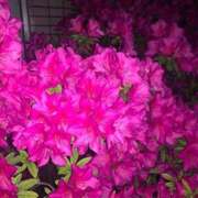 ヒメ日記 2025/05/04 12:16 投稿 スズ マテリアル