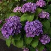 ヒメ日記 2025/06/08 15:16 投稿 スズ マテリアル