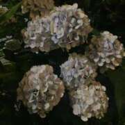 ヒメ日記 2025/06/24 20:16 投稿 スズ マテリアル