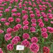 ヒメ日記 2025/09/04 14:46 投稿 スズ マテリアル