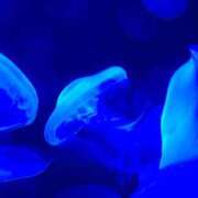 ヒメ日記 2025/09/14 01:01 投稿 スズ マテリアル