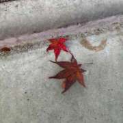 ヒメ日記 2025/12/22 16:01 投稿 スズ マテリアル