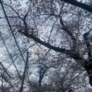 ヒメ日記 2025/03/31 10:30 投稿 のどか Garter Princess＆Mrs（ガータープリンセス＆ミセス）