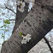 ヒメ日記 2025/04/05 12:31 投稿 はる (Haru) 出張メンズエステ RELAX【DIVAグループ】