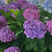 ヒメ日記 2025/06/12 11:29 投稿 ゆうな 迷宮の人妻　熊谷・行田発