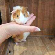 ヒメ日記 2024/12/11 18:10 投稿 チチ Club Hearts