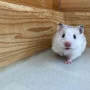 ヒメ日記 2024/12/26 19:32 投稿 チチ Club Hearts