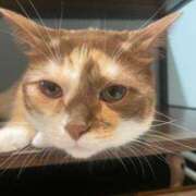 ヒメ日記 2025/07/31 15:09 投稿 チチ Club Hearts