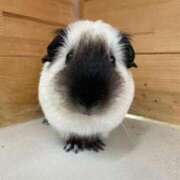 ヒメ日記 2025/08/30 01:07 投稿 チチ Club Hearts