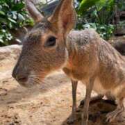 ヒメ日記 2025/09/02 00:34 投稿 チチ Club Hearts