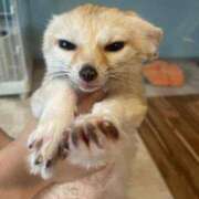 ヒメ日記 2025/11/21 19:13 投稿 チチ Club Hearts