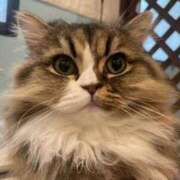 ヒメ日記 2025/11/22 22:02 投稿 チチ Club Hearts