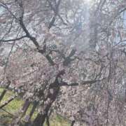 ヒメ日記 2025/04/05 20:12 投稿 リオン ヴィーナス(金津園)