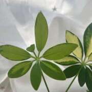 ヒメ日記 2025/03/21 16:03 投稿 ほまれ チューリップ姫路店