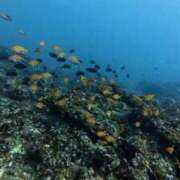 ヒメ日記 2025/09/18 16:23 投稿 ほまれ チューリップ姫路店