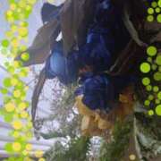 ヒメ日記 2025/04/11 08:14 投稿 桔梗（ききょう）しおり YESグループ水戸　華女