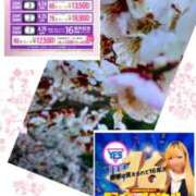 ヒメ日記 2025/04/15 02:31 投稿 桔梗（ききょう）しおり YESグループ水戸　華女