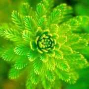 ヒメ日記 2025/08/04 09:46 投稿 桔梗（ききょう）しおり YESグループ水戸　華女