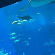 ヒメ日記 2024/12/13 12:19 投稿 優愛(ユア) グランドオペラ名古屋