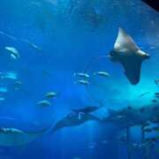 ヒメ日記 2024/12/17 12:20 投稿 優愛(ユア) グランドオペラ名古屋