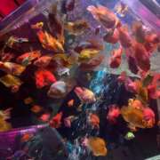 ヒメ日記 2024/12/19 23:19 投稿 優愛(ユア) グランドオペラ名古屋