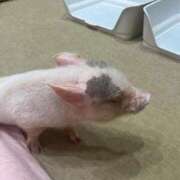 ヒメ日記 2025/08/28 07:19 投稿 優愛(ユア) グランドオペラ名古屋