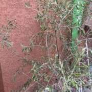 ヒメ日記 2025/08/30 07:19 投稿 優愛(ユア) グランドオペラ名古屋