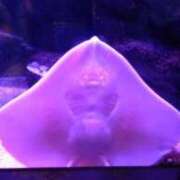 ヒメ日記 2025/04/23 17:21 投稿 堀 熟女の風俗最終章 新横浜店