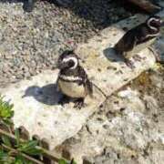 ヒメ日記 2025/06/21 14:06 投稿 堀 熟女の風俗最終章 新横浜店