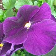 ヒメ日記 2025/04/24 12:05 投稿 真矢 鶯谷人妻城