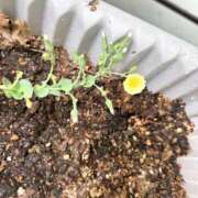 ヒメ日記 2025/03/02 08:15 投稿 若菜-Wakana- Aroma Bloom（アロマブルーム）