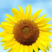 ヒメ日記 2025/08/03 11:06 投稿 会津愛子 五十路マダム 愛されたい熟女たち 高松店