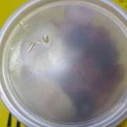 ヒメ日記 2025/07/26 11:00 投稿 こむぎ 鹿児島ちゃんこ 薩摩川内店