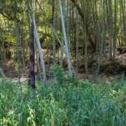 ヒメ日記 2026/04/20 17:34 投稿 こむぎ 鹿児島ちゃんこ 薩摩川内店