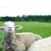 ヒメ日記 2025/03/27 00:06 投稿 いろは 京都の痴女鉄道