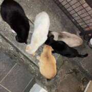 さりな 明日帰ります〜！ 即アポマダム～名古屋店～