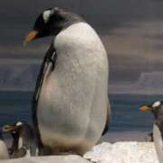 栗原りん お礼 五十路マダムエクスプレス船橋店(カサブランカグループ)