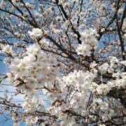 ヒメ日記 2026/03/29 08:22 投稿 麗美（れみ） エッチな熟女(熊谷)