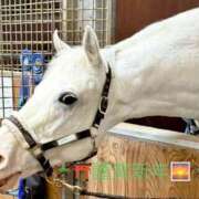 ヒメ日記 2026/01/01 00:31 投稿 ゆきな【新人割引期間中】 クリスタル