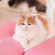 ヒメ日記 2025/01/17 14:16 投稿 ありす しゃんぜりぜ